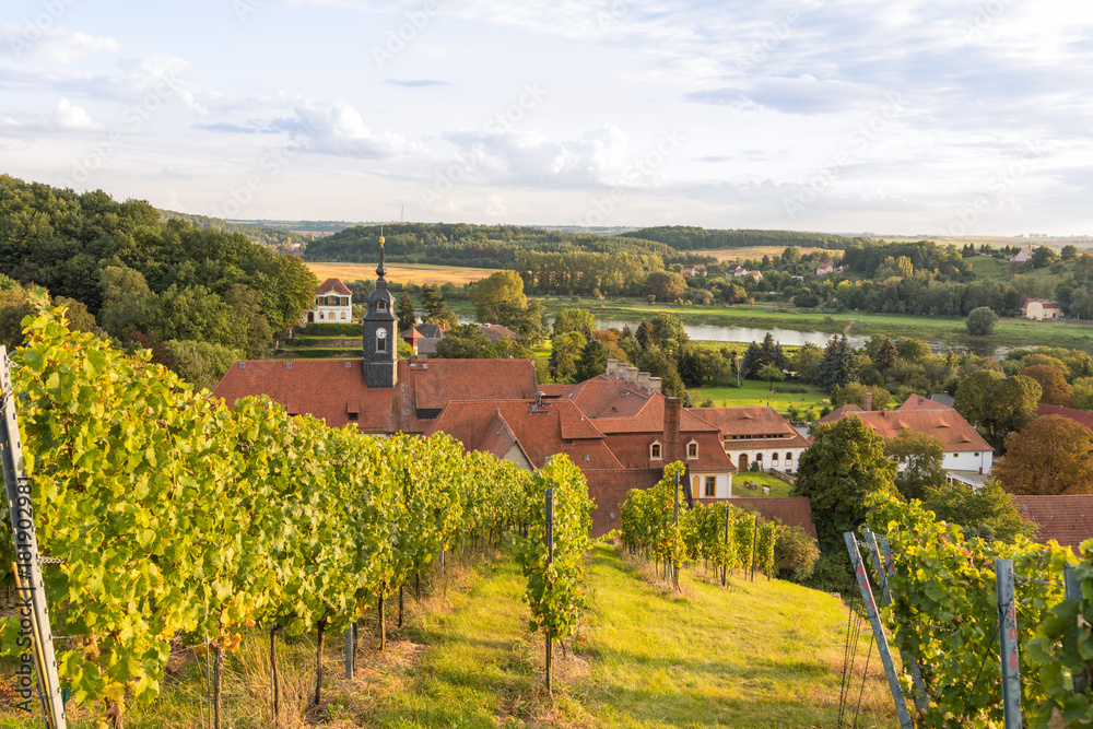 Weinanbau in Diesbar-Seußlitz