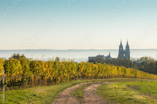 Weinbau in Meißen