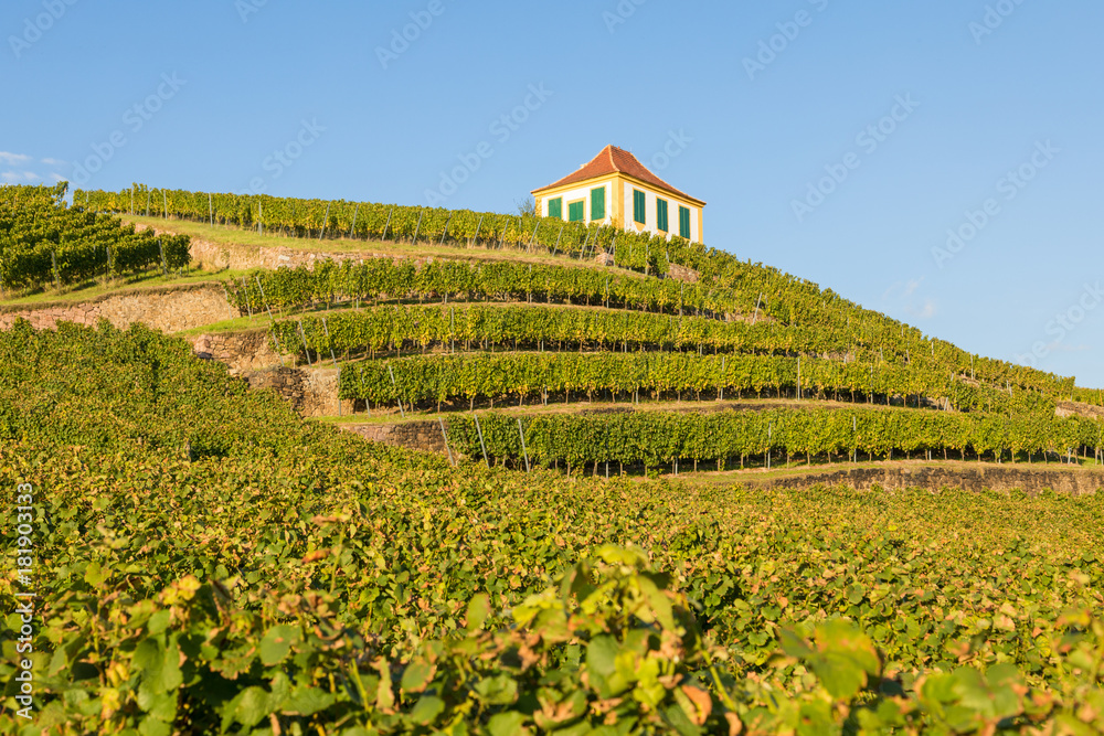 Weinanbau in Diesbar-Seußlitz