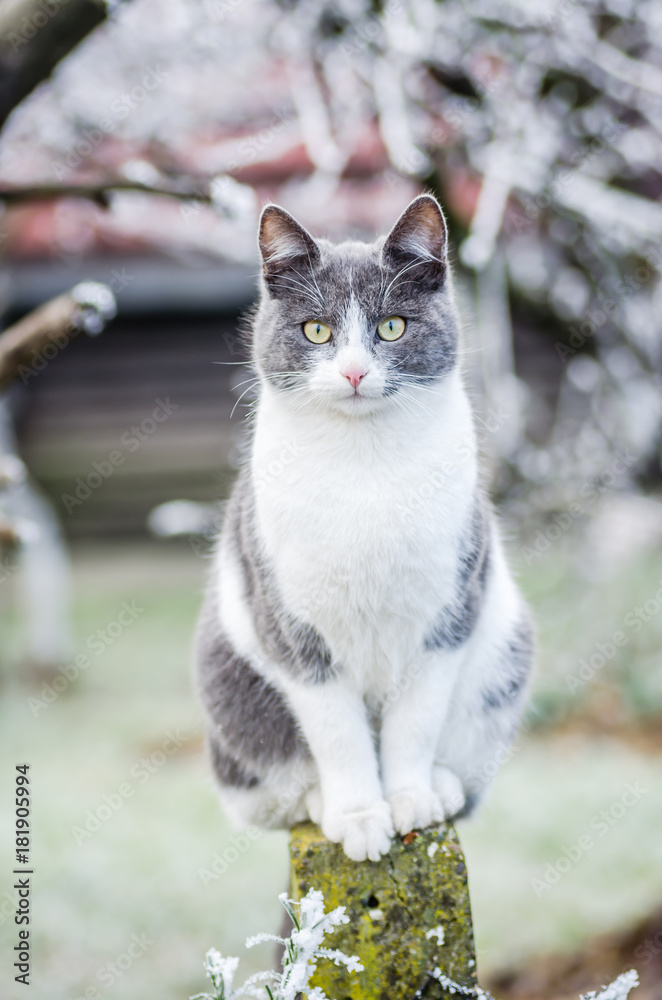 The gray and white cat on a concrete fence in winter 