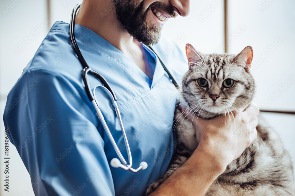 Doctor veterinarian at clinic Doctor veterinarian at clinic
