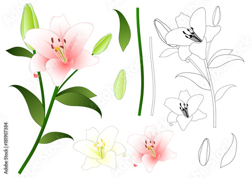 Fototapeta Naklejka Na Ścianę i Meble -  Pink and White Lily Outline