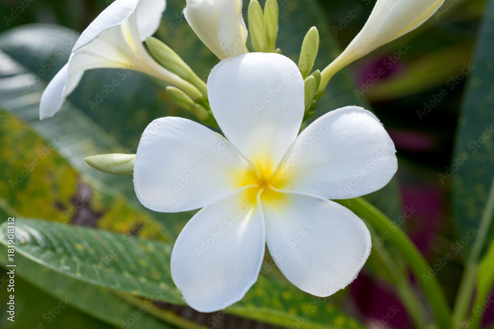 Obraz premium Plumeria Flower