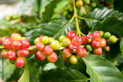 Wallpaper Mural red coffee beans Torontodigital.ca