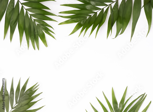 Green palm leaves on the white background
