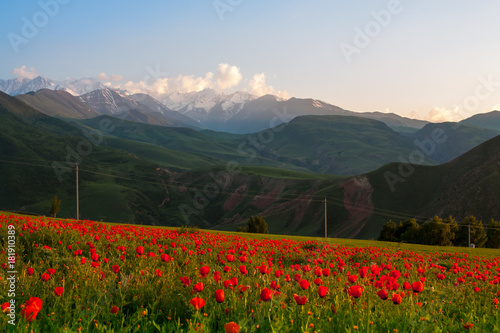 Beautiful view of the snowy mountains. Field of flowering poppies