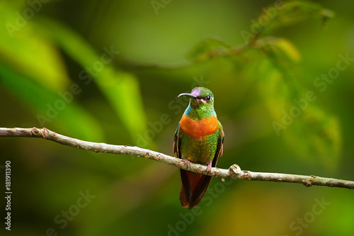 Close up, rare, grass green with rufous breast band colored hummingbird, male, Gould's Jewel-front Heliodoxa aurescens perched on twig against blurred forest background. Sumaco volcano area, Ecuador. © Martin Mecnarowski