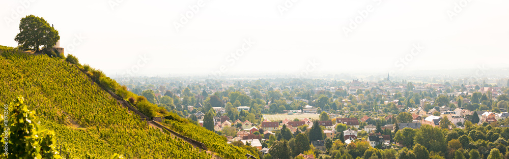 Ausblick über die Weinberge bei Radebeul zum Jacobstein