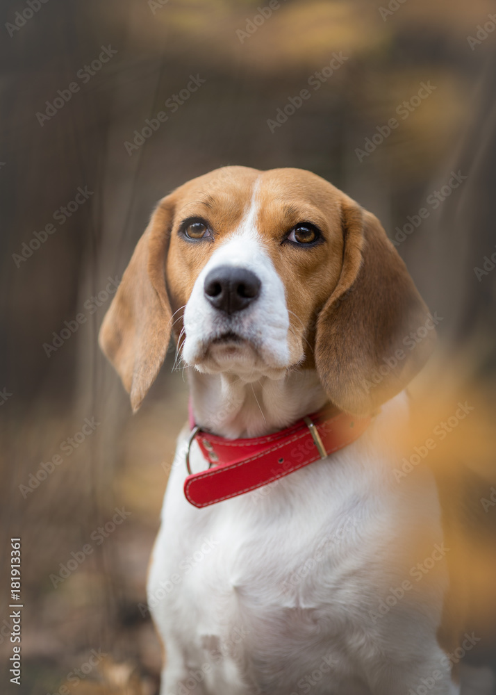 Portrait of Beagle dog in the forest