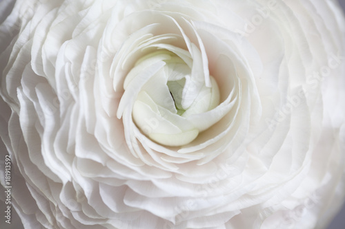 Tableau sur toile Renoncule rose.