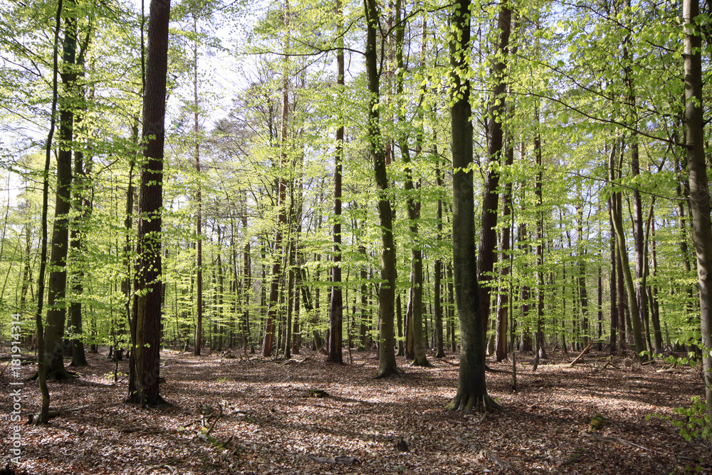 Hainbuchenwald, Carpinus betulus, im Frühling Hainbuchenwald, Carpinus betulus, im Frühling