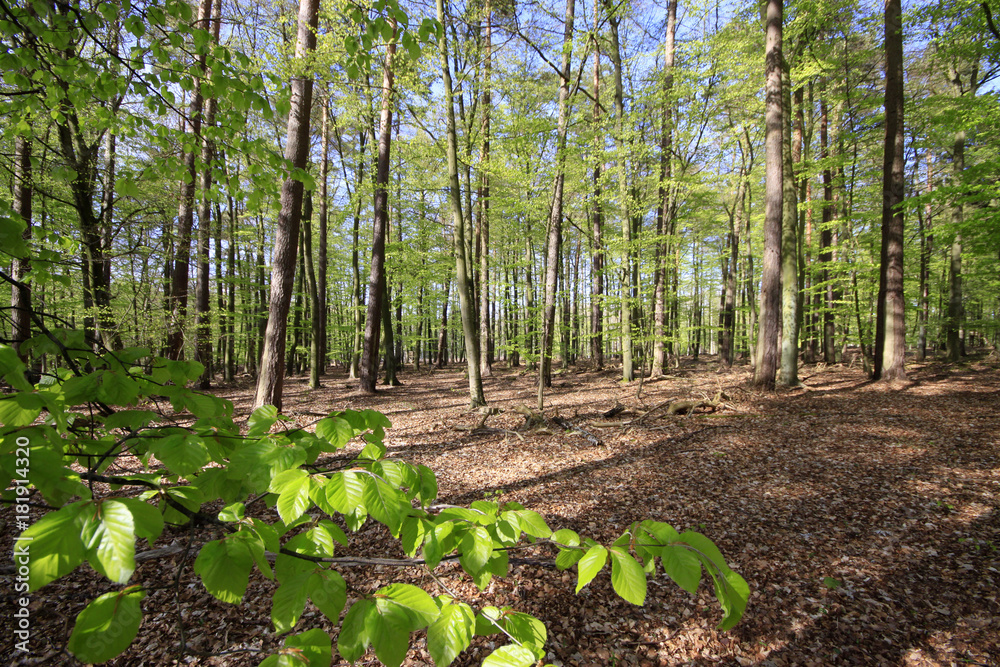 Hainbuchenwald, Carpinus betulus, im Frühling Hainbuchenwald, Carpinus betulus, im Frühling