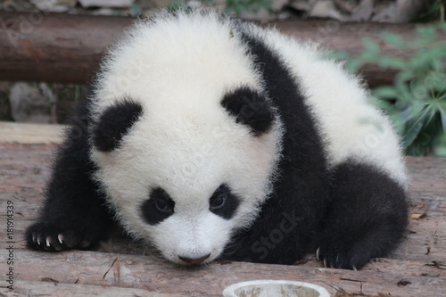 Fototapeta Naklejka Na Ścianę i Meble -  Little Panda Cub is Trying to Crawl on the Ground , Chengdu Panda base, China