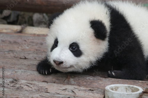 Fototapeta Naklejka Na Ścianę i Meble -  Little Panda Cub is Trying to Crawl on the Ground , Chengdu Panda base, China