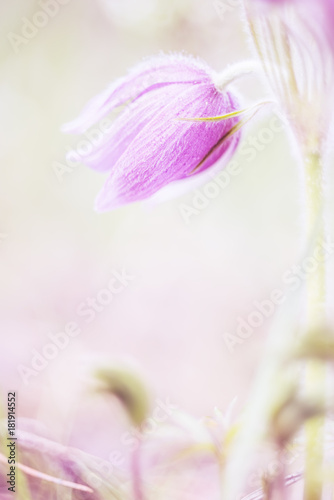 Fototapeta Naklejka Na Ścianę i Meble -  One very delicate lilac spring flower dream of grass close-up. very soft focus. the tenderness of spring, the awakening of nature
