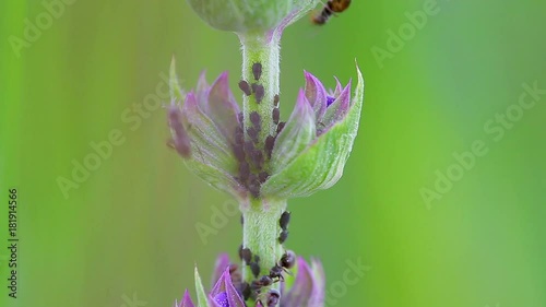 Ants and aphid on the plant photo