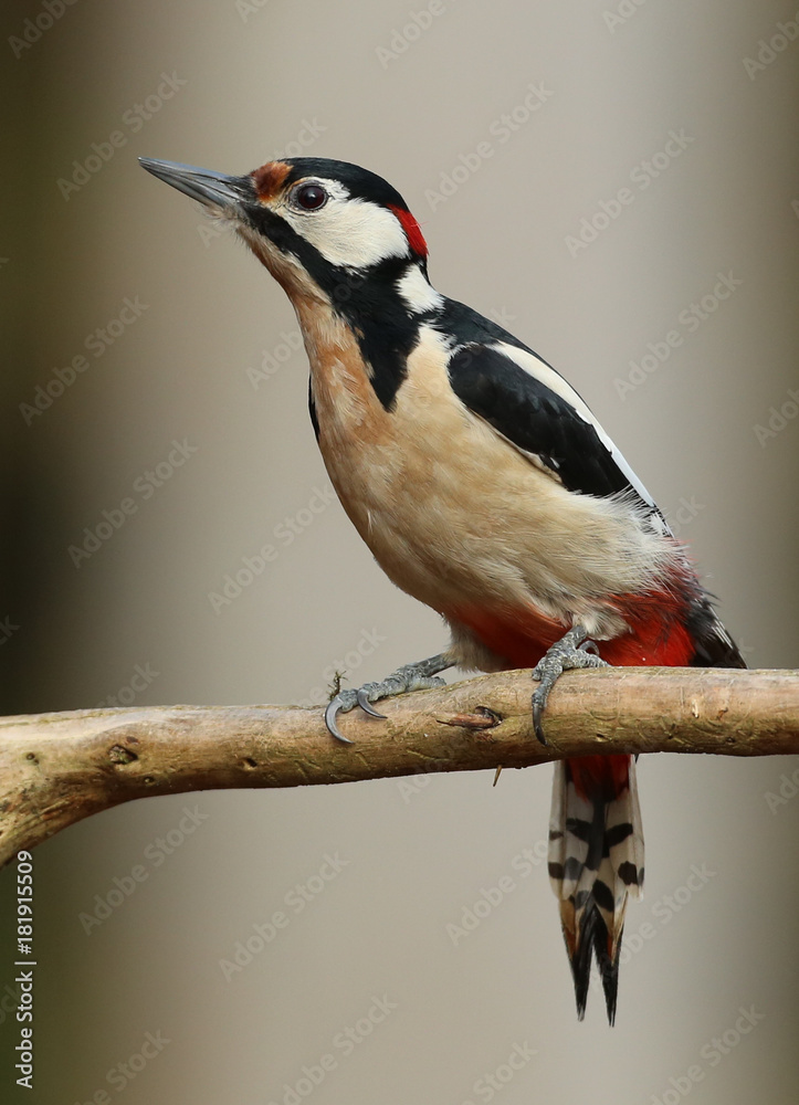 Naklejka premium Pic épeiche attentif!