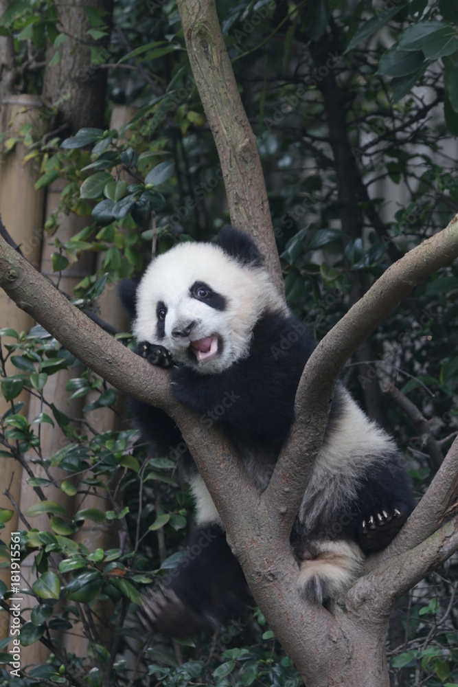 Fototapeta premium Little Panda Cub on the Tree, Chengdu Panda Base, China