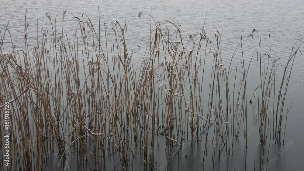 Nevicata sulla sponda del lago di Annonre Nevicata sulla sponda del lago di Annonre