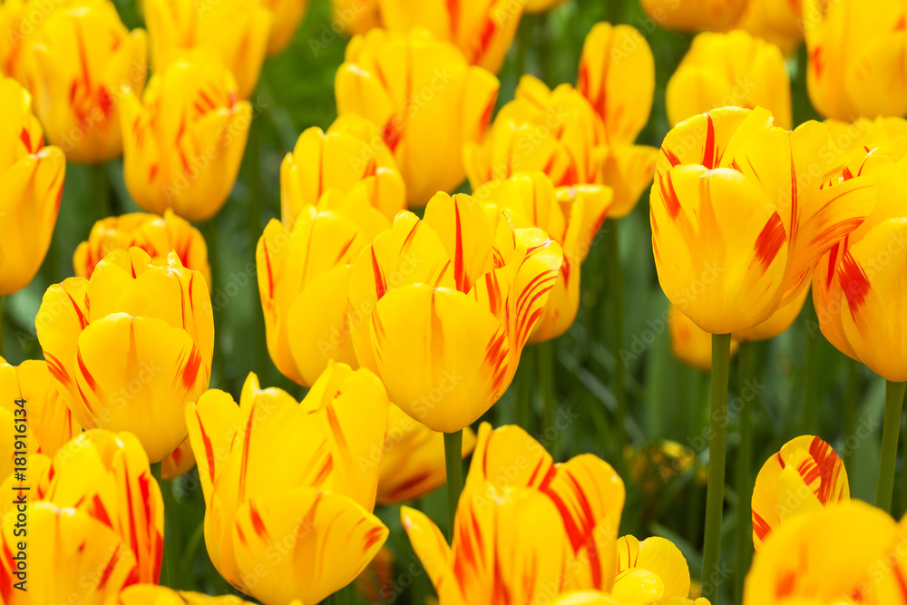 tulip yellow flowers, tulip yellow flowers,