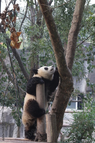 Fototapeta Naklejka Na Ścianę i Meble -  Little Panda Cub on the Tree, Chengdu Panda Base, China