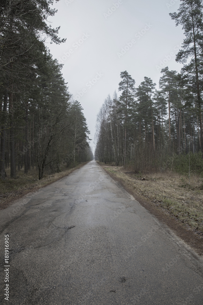 ice, shadow, beauty, branch, light, green, wood, park, grayness, loneliness, depression, travel, europe, latvia, frost, path, day, rural, beautiful, way, fog, background, asphalt, morning, winter, aut ice, shadow, beauty, branch, light, green, wood, park, grayness, loneliness, depression, travel, europe, latvia, frost, path, day, rural, beautiful, way, fog, background, asphalt, morning, winter, aut