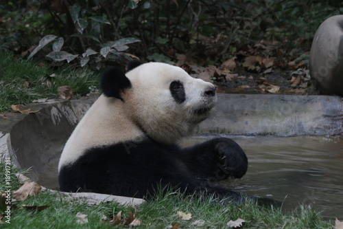 Fototapeta Naklejka Na Ścianę i Meble -  Funny Giant Panda is Taking a Bath in the Tiny Pond, Chengdu Panda Base, China