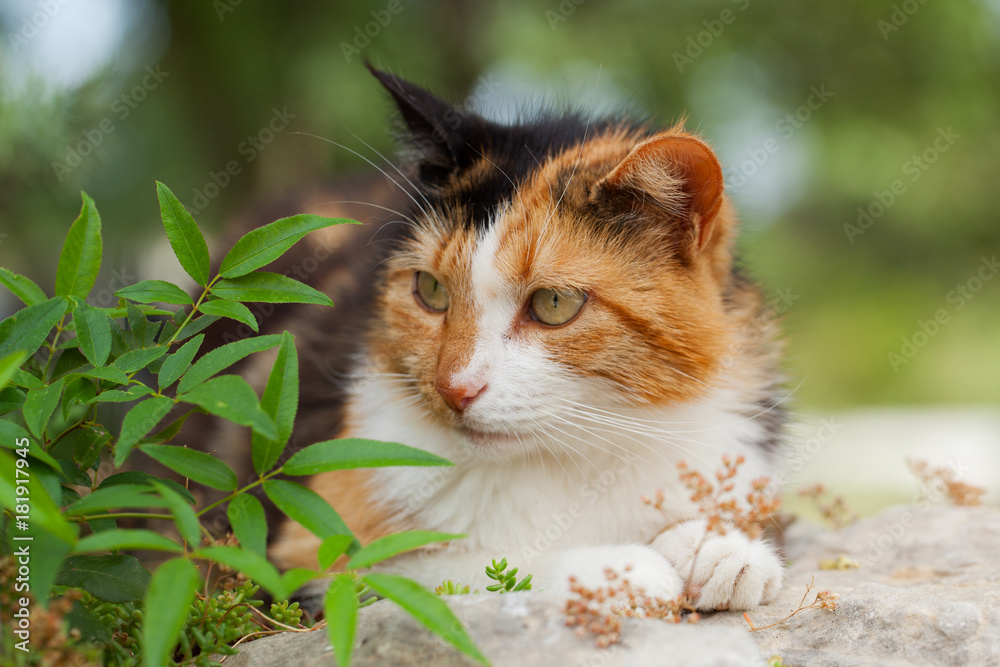 Chat tigré tricolore blanc, marron et roux. Félin domestique vivant à la campagne. Stock Photo