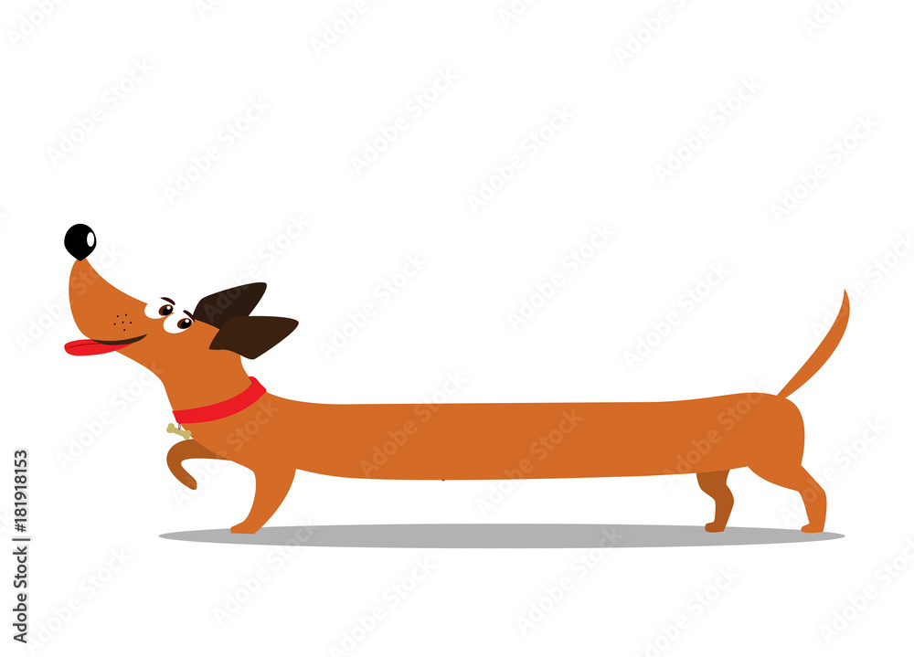 Cute cheerful long cartoon dachshund dog isolated on white background. - obrazy, fototapety, plakaty 