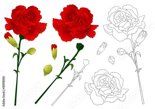 Red Carnation Flower Vector Illustration.