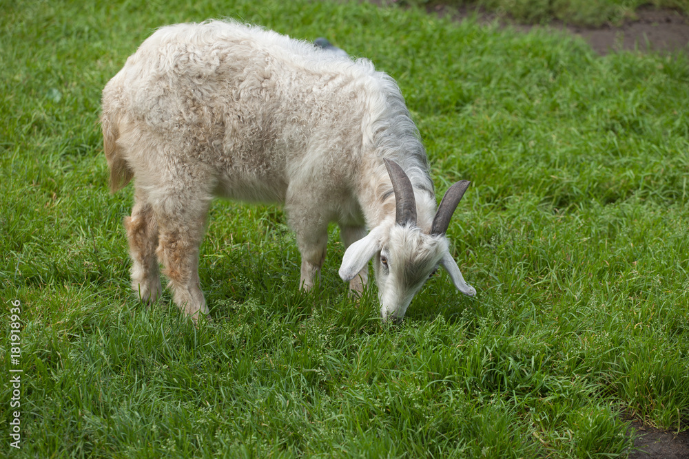 Obraz premium young white homemade goat (Capra hircus) eats green grass