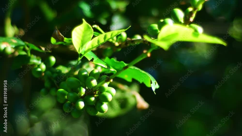 100% Organic Arabica Coffee Beans On Tree In CHIANG RAI, North of Thailand. 100% Organic Arabica Coffee Beans On Tree In CHIANG RAI, North of Thailand.