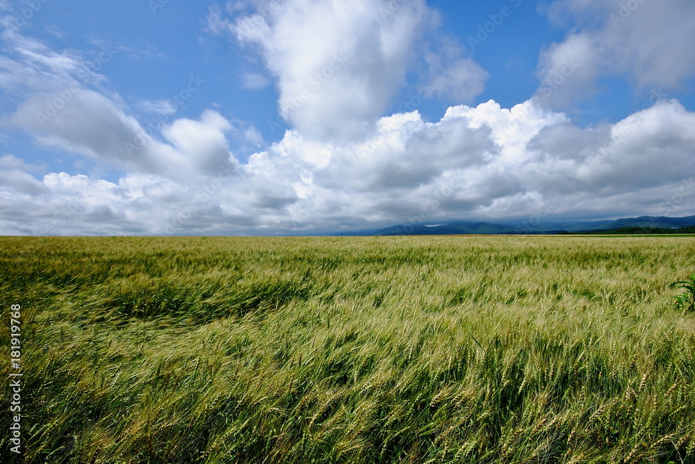 Obraz premium Scenery of Biei Hokkaido