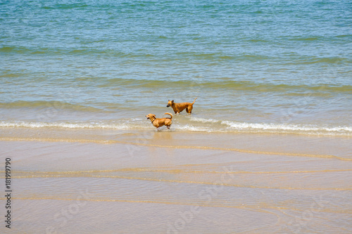 Two friends dogs are playing in the sea.