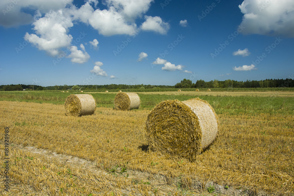 Large circles of hay on the field
