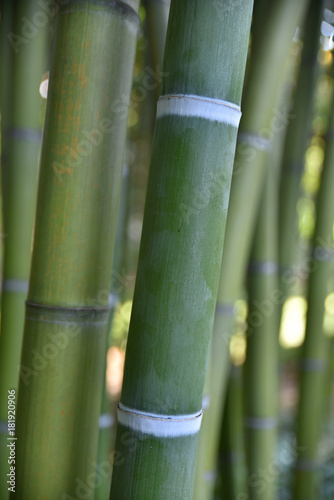 Gros bambous verts en été au jardin