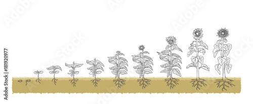 Есо Sunflower grows from the seed stage plant growing White Background