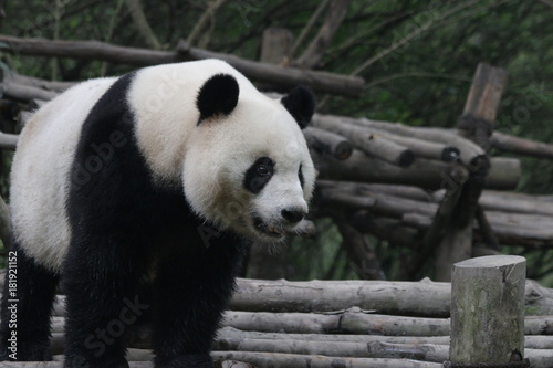 Fototapeta Naklejka Na Ścianę i Meble -  Giant Panda in Chengdu, China
