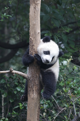 Little Panda Cub on the Tree