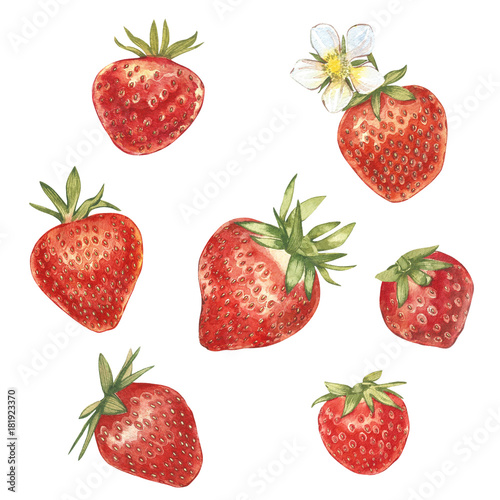 Fototapeta Naklejka Na Ścianę i Meble -  Set of Red berry strawberry isolated on white background. Hand drawn watercolor painting illustration of berries.