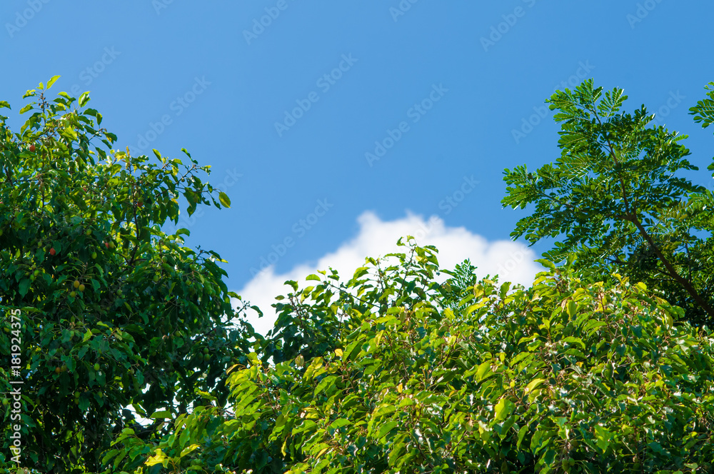 Tree with blue sky.Background