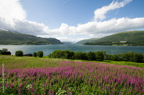 Norwegian fjord in summer. A colorful meadow in the foreground and mountains behind the fjord. Blue sky with white clods above. 