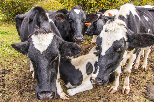 a herd of black and white cows looking at the camera