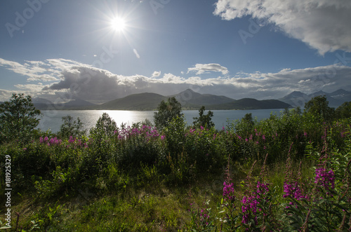 Summer in far north Norway. Blooming meadow on a shore of a fjord with mountains in the opposite shore. Picture taken against the sun which creates some flares on the blue sky.