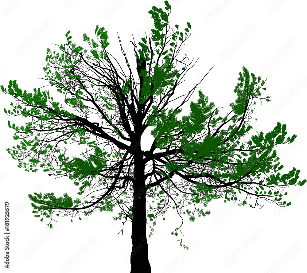 Fototapeta premium green pine large tree illustration