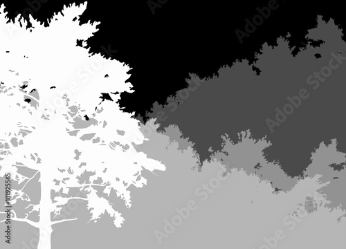 white pine in grey isolated forest