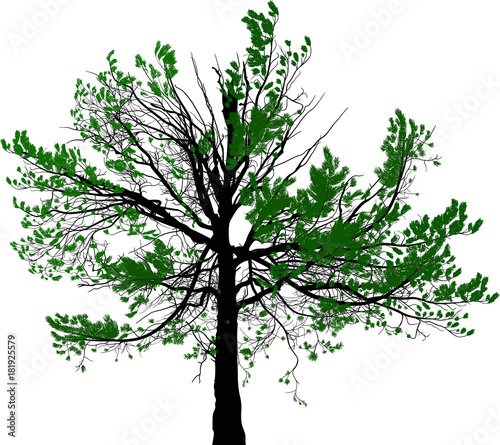 green pine large tree illustration