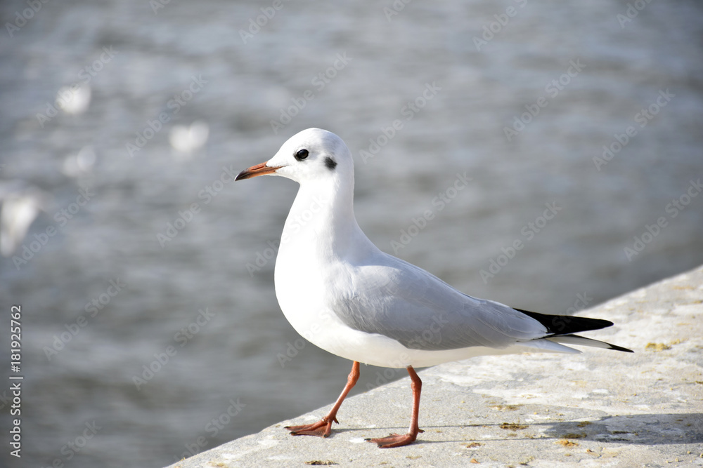 seagull seagull