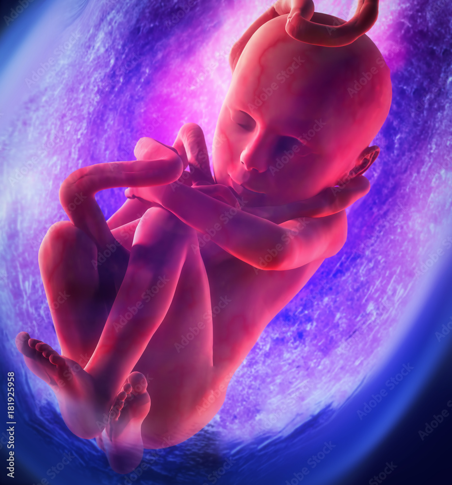 Human Fetus Medical concept Graphic and Scientific Stock Illustration ... Biology Diagrams