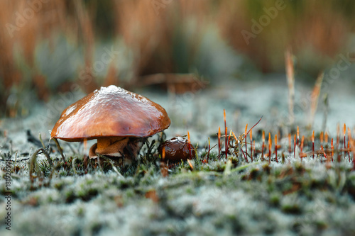 Edible Mushrooms (oily) close-up in the forest on bluish moss. The concept of a mushroom season. photo